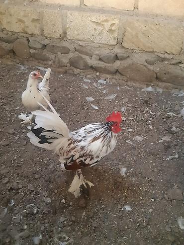 Toyuq, Damazlıq lalafo.az -da Toyuq, Damazlıq