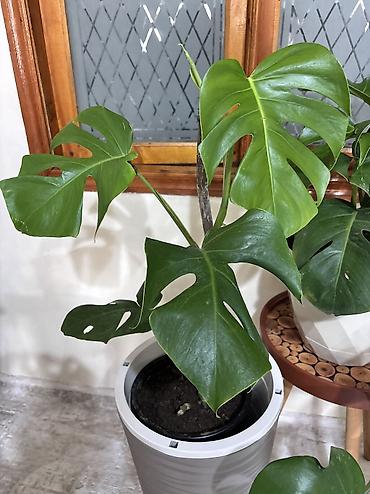 turac quşu qiyməti: Monstera qiymət 20-25-35-45azn. Ünvan Şamaxinka. Burdan götürə — 6
