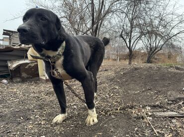 Продажа собак: Продаю собаку алабай 1.5 года. Кобель Цена договорная — 8