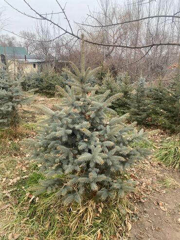 Декоративные деревья: Саженцы деревьев: Ели — 1