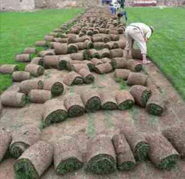 Toxumlar: Qazon si̇fari̇şi̇ həyət və villalar ücün yüksək kefiyətli qazon — 5