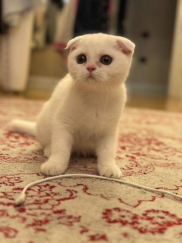 Pişiklər: Britan — 4