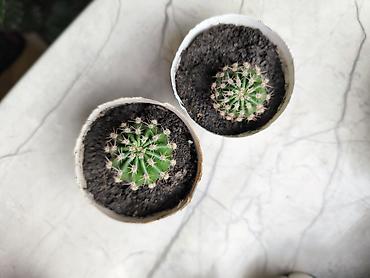 Otaq bitkiləri: 🌵 Kaktuslar satılır! 💚 🌱 Sağlam, baxımlı və yeni sahibini gözləyən — 1