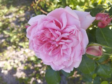 Садовые цветы и кустарники: Садовые розы — срезочные и для посадки Описание: - Разновидности — 24