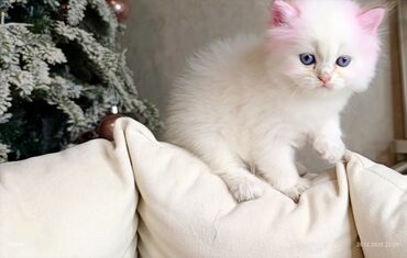 Xaltalar, qayışlar və tasmalar: 3 dişi öz pişiyimin balasıdır makler deiləm — 16