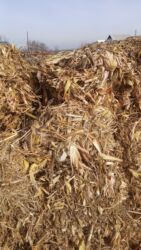 сколько стоит кролик домашний: Продаю кукурузы в тюках