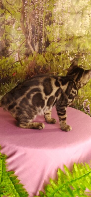 Продажа кошек: Друзья !!! питомник Бен Гла Мур с радостью предлагает новый помет. от — 16