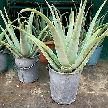 bitki toxumlarinin satisi: Aloe vera Barbadensis növü 4 illik dibçəklər endirimli qiymətlə həm — 2