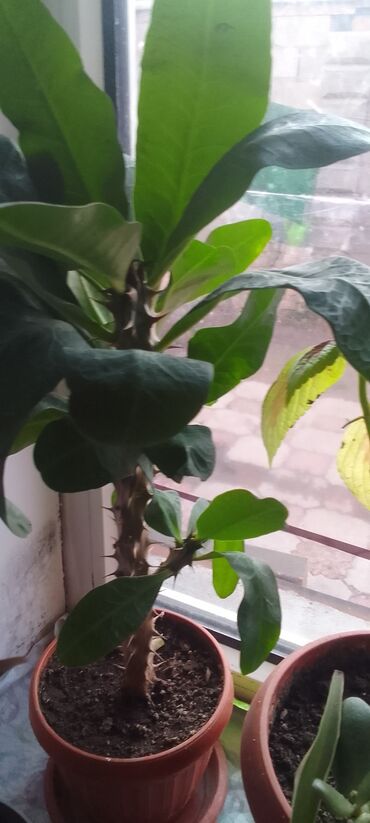 цветы в горшках бишкек цена: Молочай кызыл гулдойт 350с