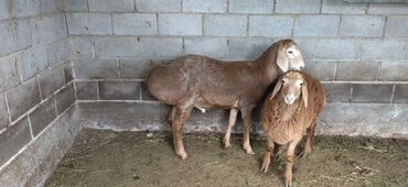 Бараны, овцы: Продаю | Ягненок, Баран (самец) | Арашан | Для разведения | Племенные
