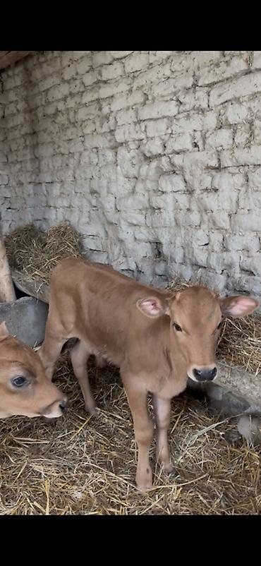 Dana, buzov: Satışda: dana balaları - Növ: yerli cins ətlik/südlük istiqamətə — 12