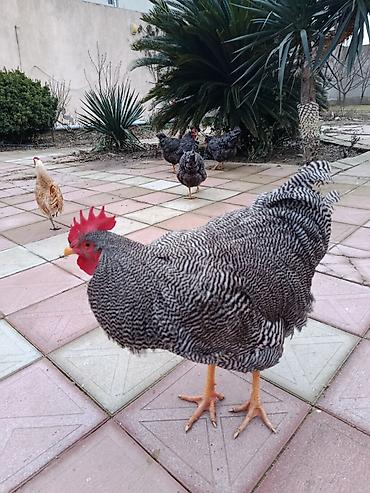 Xoruzlar: Barred rok yumrtasi satilir — 4