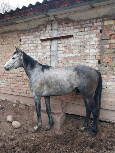 продажа лошадей в кыргызстане: Продаю | Конь (самец) | Для разведения