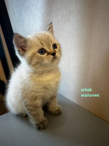 белый вислоухий шотландец: Шотладская вислоухая, Самец, Самка, Самовывоз