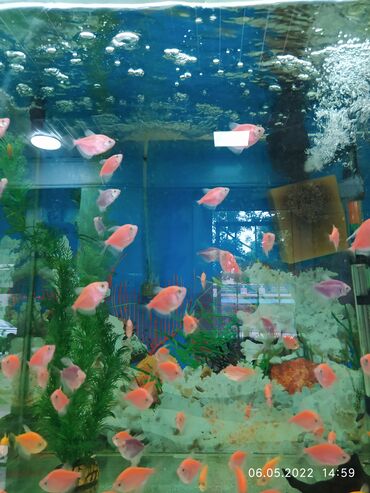 Рыбы: Рыбы — 6