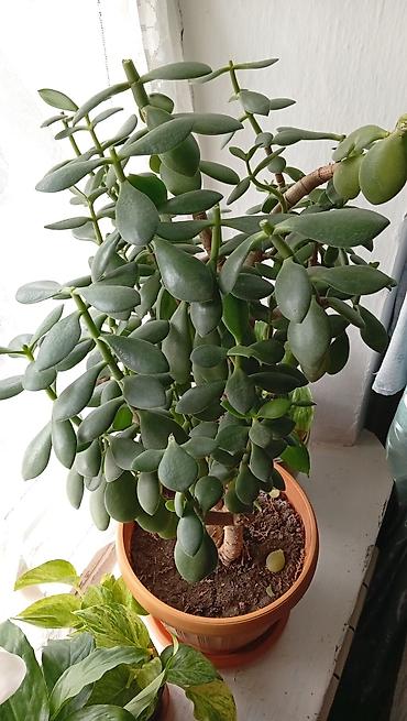 черный принц: Комнатные растения в горшках 1) Сансевиерия (Sansevieria trifasciata — 3