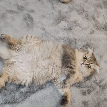 Pişiklər: Şotland, Erkək, Dişi, Cütləşmə üçün, Ünvandan götürmə, Pulsuz çatdırılma, Ödənişli çatdırılma — 15