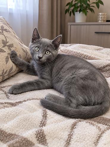 Продажа кошек: Скотиш Страйт (Шотландская прямоухая), 2 месяца, Мальчик, Голубой — 1