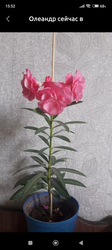 комнатные цветы фикус: Продаю отростки олиандра в наличии 3штуки каждая по 200 и фикус