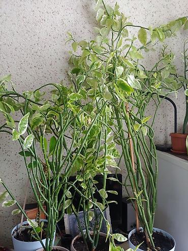 Другие комнатные растения: Продаются цветы от 200 до 500 сом — 12