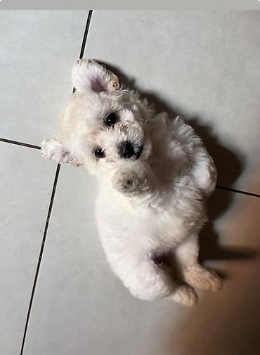 İtlər: Pudel, 2 ay, Erkek, Ödənişli çatdırılma -da lalafo.az — 7 İtlər: Pudel, 2 ay, Erkek, Ödənişli çatdırılma — 7