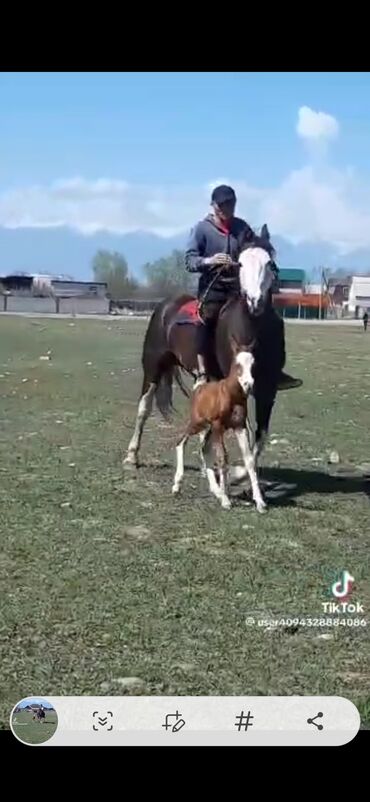 сколько стоит черепаха маленькая в бишкеке: Другие животные
