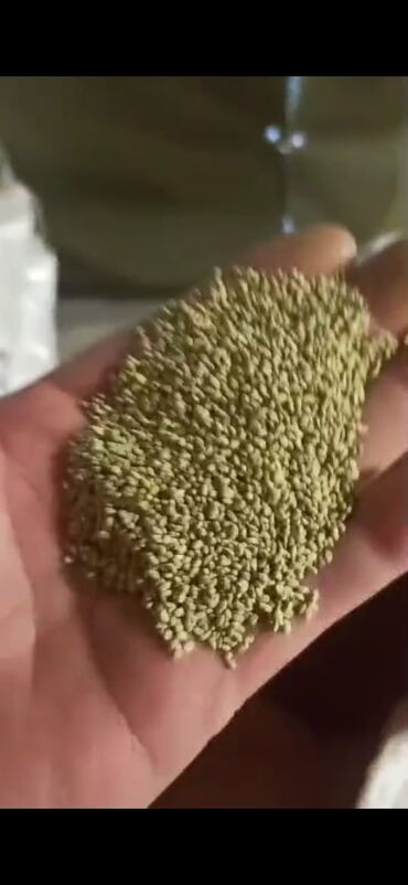 Кормовые растения: Семена кормовых растений: Люцерна, Самовывоз, Бесплатная доставка, Платная доставка — 4