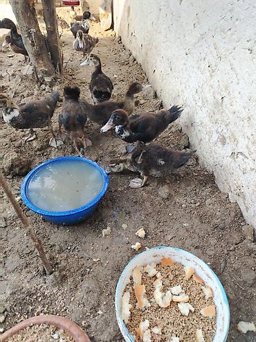 bala ordək: Lal Ördek bala lari tam sağlam dir yerim balaca olduğu ucun satram — 6