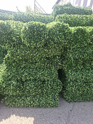 Dekorativ divar panelləri: Məhsul: Süni yaşıl hasar panelləri (hedge/boxwood tipli dekorativ — 3