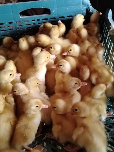 heyvanlara verilen xususi adlar: Bütün növ cüce ve ordey satisi
Unvan Baki