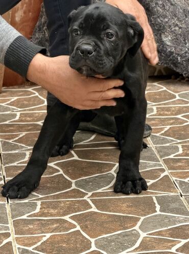 İtlər: Kane-Korso — 14