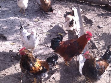 дикоративные кролики: Продаю | Петух | Полубрама, Домашняя | На забой, Для разведения