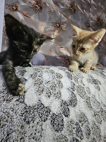 Продажа кошек: Отдадим даром котят в хорошие руки, чуть больше месяца, остались 3 — 3