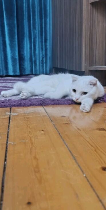 pişik daşıma: Şotland yastı qulaq, Yaxşı əllərə