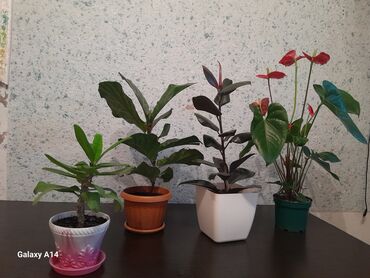 фикус бенжамин: Продаю комнатные цветы дерево срочно. 1.Лиратто- 600сом