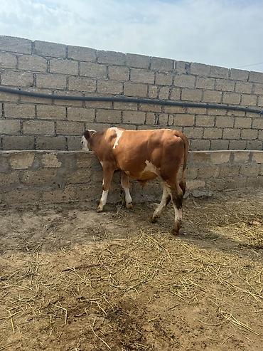 inek: Erkək simmental dana İki baş təmiz qan erkək simmental dana satılır — 7