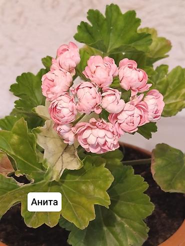 Герани и пеларгонии: Пеларгонии (герани) сортовые в горшках: - Тюльпанка — тюльпановидные — 4