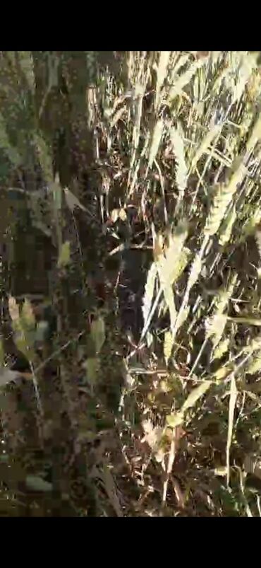 Torpaq sahələrinin satışı: 5000 sot, Kənd təsərrüfatı, Mülkiyyətçi, Kupça (Çıxarış) — 3