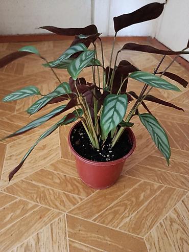 карышкыр фото: Калатея (вероятно Calathea picturata ‘Argentea’) в пластиковом горшке — 1