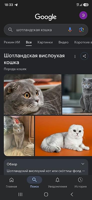 Продажа кошек: Котёнок (примерно 1,5–2 месяца) с вислоухими ушками. Окрас тёмно‑табби — 2