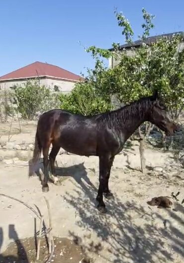 K/t heyvanları və malları: Erkək, Qarabag, il: 7, Ünvandan götürmə