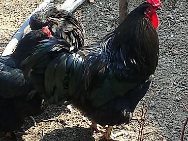 Птицы: Продаю Петушков — 3