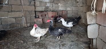 lavanda ordeyi: Salam haminin heyvanlarina allah berket versi̇n drnağlari̇ berk olsun