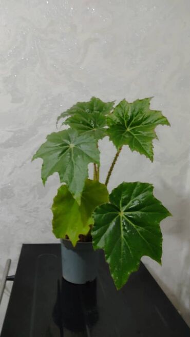 Другие комнатные растения: Продаю цветы — 3