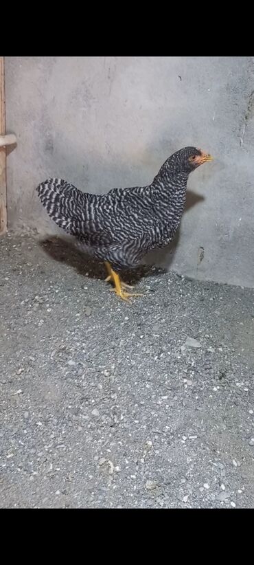 sar quşu: Barred rock fərə 3 ay 15 gunlik 30m göndere bilərəm bakıya vatsap.var