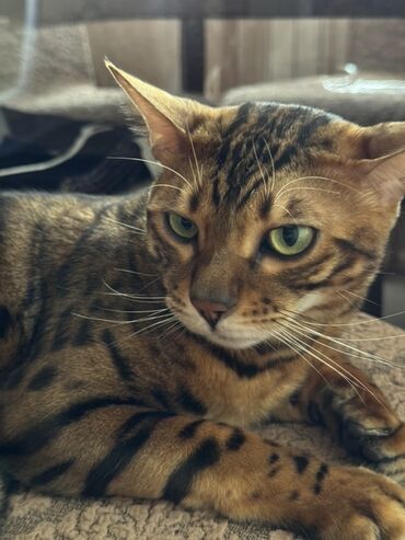 вислоухий сиамский кот: Бенгальская