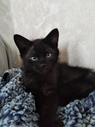 отдам котенка в добрые руки: Беспородная, 1 месяц, Мальчик, Черный, Приучена к лотку