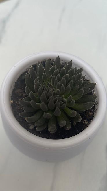 Кактусы: В наличии ❗️‼️ Самые необычные цветы😍как будто с другой планеты 🪐 — 14