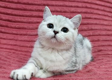 Продажа кошек: Скотиш Страйт (Шотландская прямоухая), 2 месяца, Девочка — 9