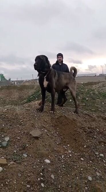 İtlər: Kanqal, 3 il, Erkek, Peyvəndli, Ödənişli çatdırılma